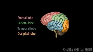 Neuroscience Basics: Human Brain Anatomy and Lateralization of Brain Function, 3D Animation.