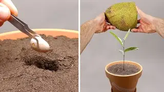 110 Days in 66 Seconds - Jackfruit Time-lapse