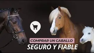 Comprar un caballo de forma segura