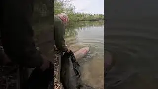 Catfish Fishing in 2024, releasing the big white #catfishing #freshwaterfishing