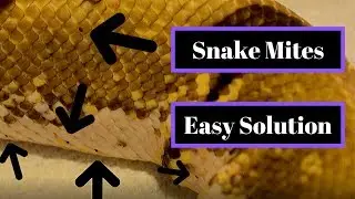 Get Rid of Snake Mites Fast | Easy Treatment