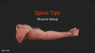 Muscle setup - Spine Tips #7