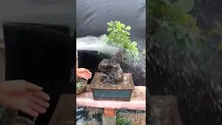 Bonsai tree #shots #bonsaitree #bonsai