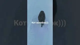 кот колобок