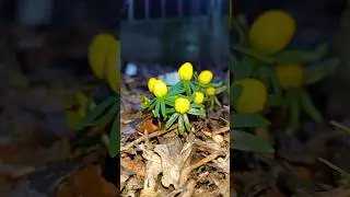 Ура 🥳 ВЕСНА 💕 Вечерняя прогулка по весеннему саду 