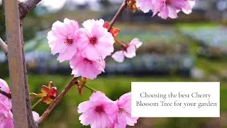 Choosing the best cherry blossom tree for your garden