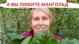 МАНГОЛЬД / НЕОБЫЧНОЕ РЕШЕНИЕ