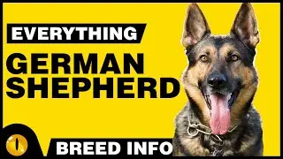 Everything About - GERMAN SHEPHERD | Dogs 101 - Dog Breed Information & Facts