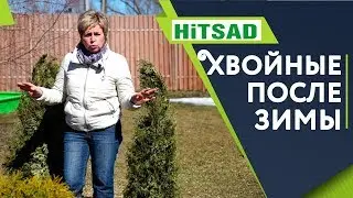 УХОД За Хвойными После ЗИМЫ 🌲 ТУЯ  Весной 🌲 Дачные Советы От Хитсад ТВ