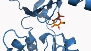 The Structural Basis of Congenital Disorder of Glycosylation Type 1a