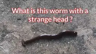 Hammerhead worm- A strangeheaded planarian. Flatworm