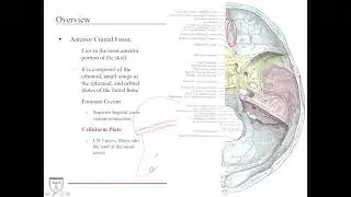 Cranial Nerves Anatomy [Head and Neck Anatomy 3 of]