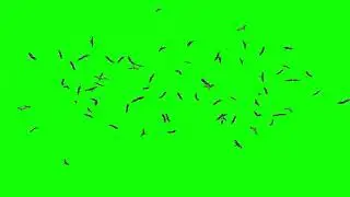 Flying Eagle Birds Green Screen Video | Green Screen Videos | Eagle Flying Green Screen video