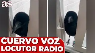 El CUERVO con VOZ de LOCUTOR de RADIO que enamora a las redes sociales | AS