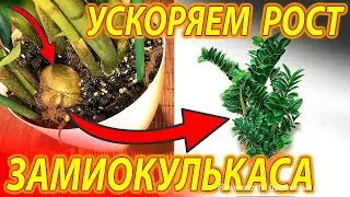 НАЛЕЙТЕ ЭТО В ЗАМИОКУЛЬКАС И ОН ВЫПУСТИТ МНОГО НОВЫХ ЛИСТЬЕВ!