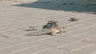 Squirrels Feeding