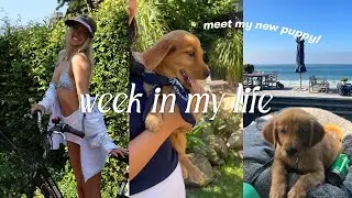 I ADOPTED A PUPPY!! 🐶bringing home an 8 week golden retriever, 48 hours in our lives