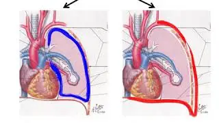 Respiratory mechanics to guide ventilatory settings  M Quintel 2015