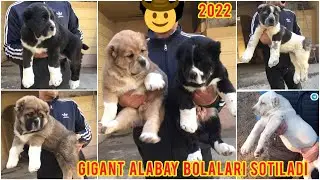 Gigant alabay kuchuklari sotiladi | Гигант кучуклар сотилади🔥 2022