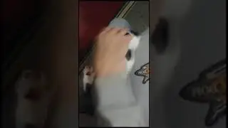 кошачьи бои без правил 
