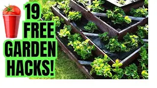 19 Genius Vegetable Garden Hacks You Cant Live Without!