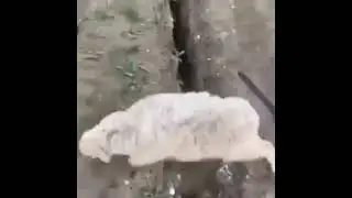 Shot on Android Memes #shotoniphonememes #sheep #crazyship