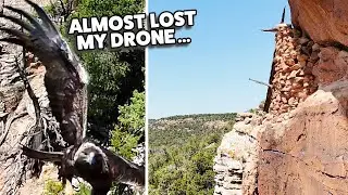 😱  A Golden Eagle Attacked My Drone While I Was Scouting For Ruins!