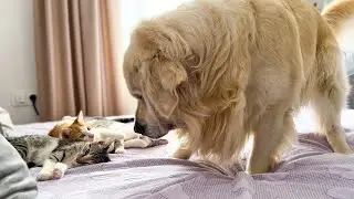 Golden Retriever Tries to Wake Up Cute Kittens