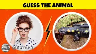 Guess the Animal Challenge in 3 Seconds - 100 Animals Quiz