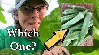 Okra Comparison. Which should you grow? You may be surprised!