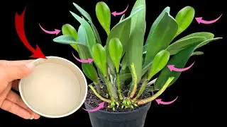 Few people know! It immediately makes the orchid shoot as fast as an arrow