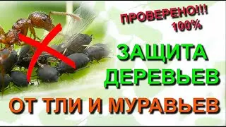 ✅ Как быстро защитить деревья от тли и муравьев. Проверенный способ!