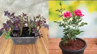 How To Grow Rose Plant From Small Cuttings || propagate rose from cuttings 100% success