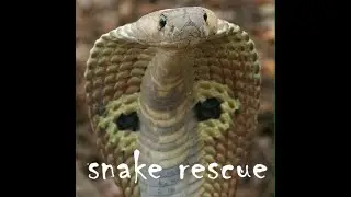 Snake Rescue | Cobra | Naag