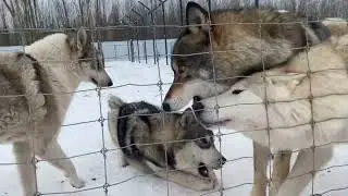 Игры Тайги с племянниками Акелы. Жирные пасюки.