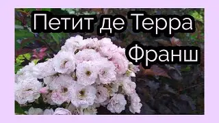 Мускусный гибрид Петит де Терра Франш