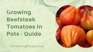 The Ultimate Guide to Growing Beefsteak Tomatoes in Pots