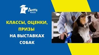 Расписание выставок собак. Как записаться на выставку? Классы, оценки, призы на выставках собак.