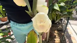 How I care for Peristeria elata and Stanhopea ecornuta