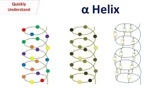 Alpha Helix