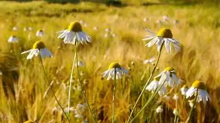 Осенние листья - Richard Clayderman - Autumn Leaves