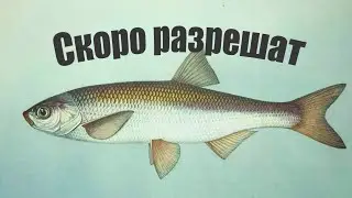 Рыбакам скоро разрешат ловить самую вкусную рыбу которая была под запретом!