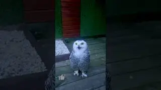 Знакомство с полярной совой! 🦉