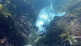 Silly Seals! Diving with the seals of the Isles of Scilly