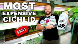 BUYING MOST EXPENSIVE CICHLID  |  FISH WALL RESTOCK!