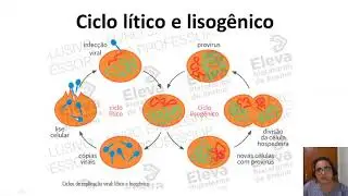 Como a AIDS afeta o organismo humano?