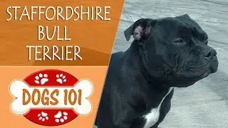 Dogs 101 - STAFFORDSHIRE BULL TERRIER - Top Dog Facts About the STAFFORDSHIRE BULL TERRIER