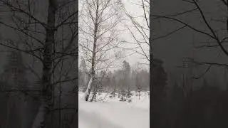 Beautiful winter and soft snowfall in the forest. Background sounds of nature for deep relaxation.