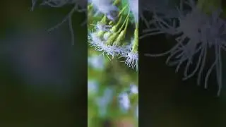 Nature - Whatsapp Status #Shorts