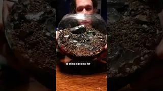 Snail Terrarium